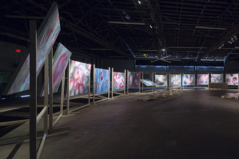 The Journey Of Magenta, 2017